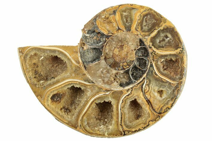 Jurassic Cut & Polished Ammonite Fossil (Half) - Madagascar #223244